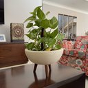 Ver imagem 1 de Kit Vaso Bacia Bege + Muda de Jibóia com Substrato Decoração