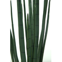Ver imagem 2 de Planta Permanente Verde Lança de São Jorge 100cm Suculenta