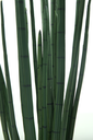 Ver imagem 2 de Planta Permanente Verde Lança de São Jorge 100cm Suculenta