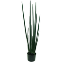 Ver imagem 1 de Planta Permanente Verde Lança de São Jorge 100cm Suculenta