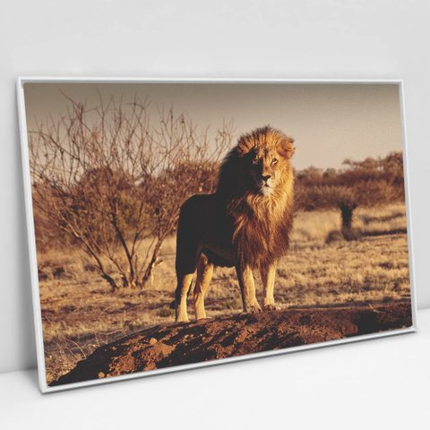 Quadro Decorativo em Canvas Leão Predador - Moldura Branca - 60 x 40cm