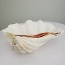 Ver imagem 3 de Concha Decorativa Tridacna G plantô