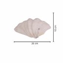 Ver imagem 4 de Concha Decorativa Tridacna G plantô