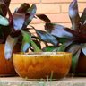 Vaso Bacia Cuia Cerâmica Planta Grande Laranja Bina TS Brasil - 2