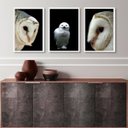 Ver imagem 1 de Kit 3 Quadros Decorativos Fotografias Corujas Brancas 45x34cm - com Vidro:madeira Preta