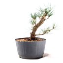 Ver imagem 4 de Pré Bonsai Pinheiro Negro 14 Anos