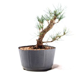 Pré Bonsai Pinheiro Negro 14 Anos - 4