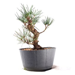 Pré Bonsai Pinheiro Negro 14 Anos - 1