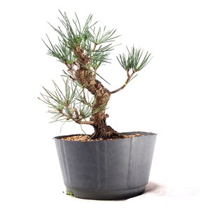 Pré Bonsai Pinheiro Negro 14 Anos