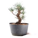 Ver imagem 3 de Pré Bonsai Pinheiro Negro 14 Anos