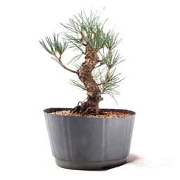 Pré Bonsai Pinheiro Negro 14 Anos - 3