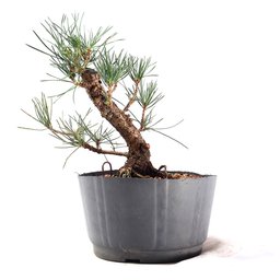 Pré Bonsai Pinheiro Negro 14 Anos - 2