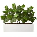 Ver imagem 1 de Kit 5 Mini Árvores Artificiais Ficus Lyrata 85cm Toque Real Silicone Decoração Elegante e Moderna