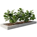 Ver imagem 6 de Kit 5 Mini Árvores Artificiais Ficus Lyrata 85cm Toque Real Silicone Decoração Elegante e Moderna