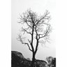 Quadro Decorativo Árvore sem Folhas Preto e Branco QV.0807.01.01.01 Euronobre - 50x80x3cm - 3