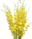 Ver imagem 2 de 10 Galhos Orquídeas Chuva de Ouro Grandes Artificial