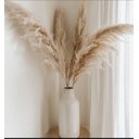 Ver imagem 6 de Kit 10 Capim Dos Pampas Plumas Para Decoração 1,40 Grande