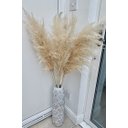 Ver imagem 7 de Kit 10 Capim Dos Pampas Plumas Para Decoração 1,40 Grande