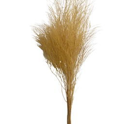 Flor Seca Aspargo Vassoura Natural - 1