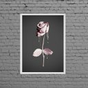 Ver imagem 1 de Quadro Decorativo Rosa De Tinta Rosa 24x18cm - com vidro:Madeira preta