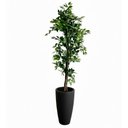 Ver imagem 1 de Árvore Fícus Artificial com Tronco Natural e Vaso Preto | 220cm