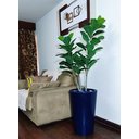 Ver imagem 5 de Ficus Lyrata Decoração Realista + Vaso Decorativo