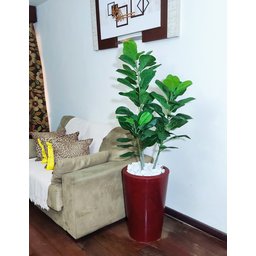 Ficus Lyrata Decoração Realista + Vaso Decorativo - 3