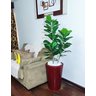 Ficus Lyrata Decoração Realista + Vaso Decorativo - 3