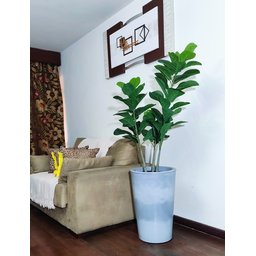 Ficus Lyrata Decoração Realista + Vaso Decorativo - 6