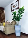 Ver imagem 6 de Ficus Lyrata Decoração Realista + Vaso Decorativo