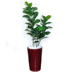 Ficus Lyrata Decoração Realista + Vaso Decorativo - 2
