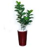 Ficus Lyrata Decoração Realista + Vaso Decorativo - 2