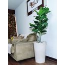 Ver imagem 1 de Ficus Lyrata Decoração Realista + Vaso Decorativo