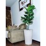 Ficus Lyrata Decoração Realista + Vaso Decorativo - 1