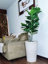 Ver imagem 1 de Ficus Lyrata Decoração Realista + Vaso Decorativo