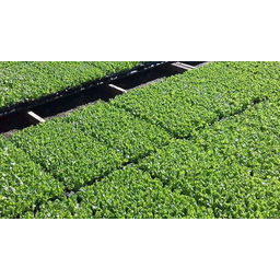 Bandeja Para Produção De Mudas 200 Células - 25 Unidades - 2
