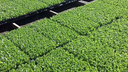 Ver imagem 2 de Bandeja Para Produção De Mudas 200 Células - 25 Unidades