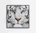 Ver imagem 1 de Quadro Decorativo Tigre Branco - 60x60 Cm - Vidro Impresso