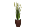 Ver imagem 1 de Planta Árvore Artificial Grass com Grão 90 cm Kit + Vaso S. Marrom 30 cm