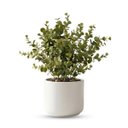 Ver imagem 7 de Galho de Eucalipto Artificial 40cm com 6 Hastes – Folhagem Permanente Realista Decorativa