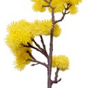 Ver imagem 4 de Kit 4 Plantas Artificiais Enfeite Mamona Amarela Jardim 70cm