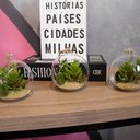Ver imagem 2 de Flor Suculenta com Vaso de Vidro para Pendurar Sala Verde 11 Cm F04 - D’Rossi