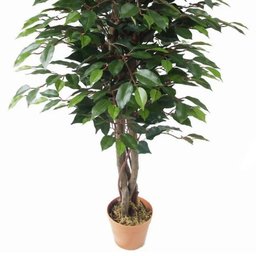Planta Artificial Ficus - 2