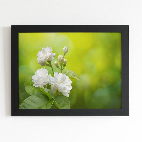 Quadro Jasmim-árabe Flor Branca Moldura Preta 60x40cm