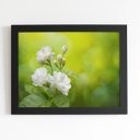 Ver imagem 1 de Quadro Jasmim-árabe Flor Branca Moldura Preta 60x40cm