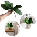 Ver imagem 7 de 5 Kit Folhas de Orquídea Artificial Premium Silicone com Aparência Natural e Raiz 25cm