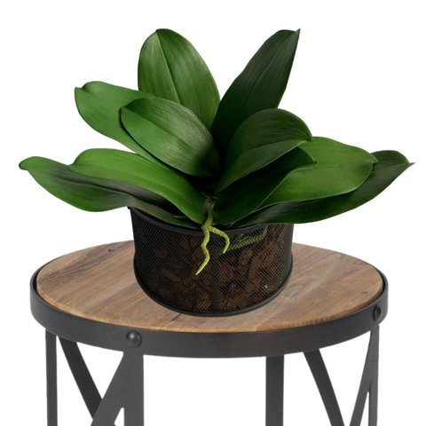 5 Kit Folhas de Orquídea Artificial Premium Silicone com Aparência Natural e Raiz 25cm
