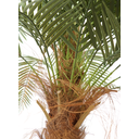 Ver imagem 2 de Arvore Tropical Planta Palmeira Fênix 31 Folhas Realista 220cm