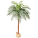 Ver imagem 1 de Arvore Tropical Planta Palmeira Fênix 31 Folhas Realista 220cm