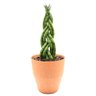 Vaso com Planta Lança de São Jorge Trançada (40cm) Relaxar e Meditar Sansevieria Cylindrica Trançada - 1